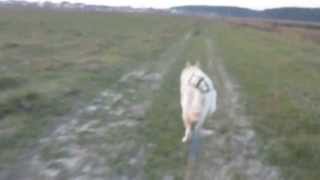 Canicross with Siberian Husky [upl. by Aliac265]