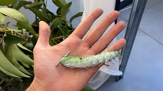 Nature’s White Noise Attacus Atlas Larvae Feeding [upl. by Zeke]