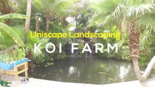 Uniscape Koi Farm Saint James City Florida [upl. by Anaeli]