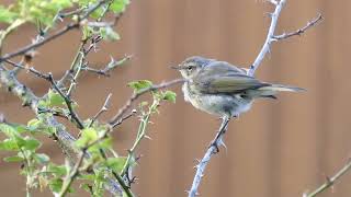 Common Chiffchaff  Tjiftjaf  Maarssen NL  2772024 [upl. by Calvinna]