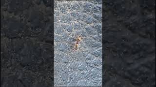 caterpillar insects creepy youtube shorts youtubeshorts bugslife itching nature natural [upl. by Ut876]