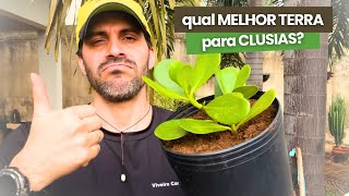 CLUSIA FLUMINENSIS QUAL a melhor TERRA para plantar [upl. by Roper724]