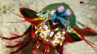 The Peacock Mantis Shrimp [upl. by Ennirak]