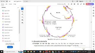 Trypanosoma and life cyclekingdom protista [upl. by Poul]