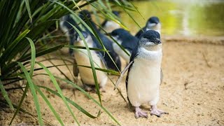 Melbourne  Phillip Island Little Penguins Parade [upl. by Fenwick]