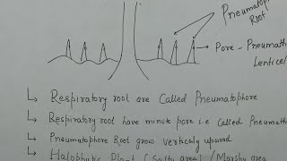 Respiratory Root l Morphology Of Flowering Plant l pneumatophore Roots l Halophytic plant l [upl. by Yuma]