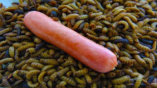 Maggots vs Sausage Black Soldier Fly Timelapse 5 [upl. by Neidhardt95]