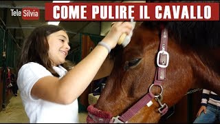 COME PULIRE IL CAVALLO  Silvia presenta lEquitazione  puntata 20 [upl. by Nottage487]