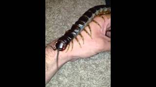 Scolopendra Gigantea Handling [upl. by Acilegna623]