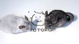 Chinchillas Eat Candied Totoro [upl. by Iney]