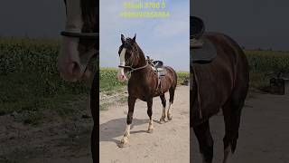 AXILES SOTUVDA YOSHI 9 DA BOI 165horse [upl. by Ayrolg]