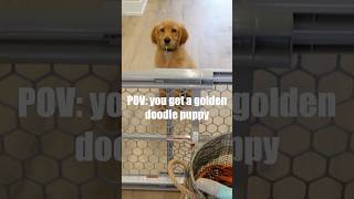 POV you get a golden doodle puppy goldendoodle puppyvlog puppy [upl. by Sokil]