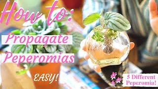 HOW TO PROPAGATE PEPEROMIAS 5 DIFFERENT TYPESEASY [upl. by Saixela]