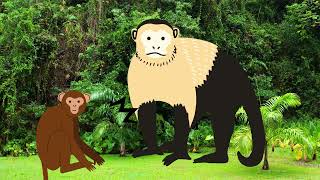 Chimpanzee vs Capuchin [upl. by Brunella]