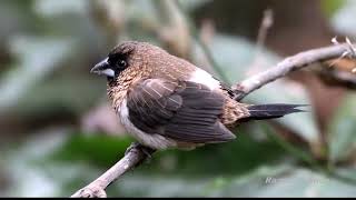 Whiterumped munia Lonchura striata  Tai Po Kau HK nature birds [upl. by Lareine]