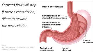 Muscles Wrapped Around a Sphincter science song parody [upl. by Earle740]