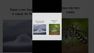 Aedes Aegypti ☠️ aedesaegypti mosquito memes funny edit trending shorts fypシ゚viral fyp [upl. by Olli664]