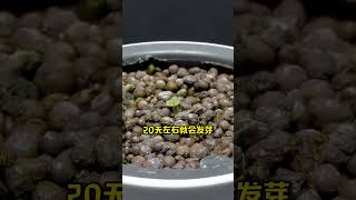 一颗草莓就能换一盆 种植小技巧 农业种植 植物生长过程 花卉绿植 种草莓 [upl. by Radman]