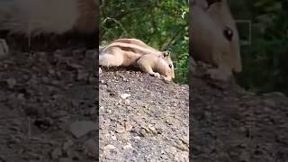 Squirrel spotted having food while trekking Amans Diary  ytshorts shorts animals animal [upl. by Lorola]