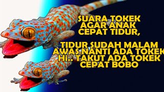 SUARA TOKEK SERAM [upl. by Elleraj]