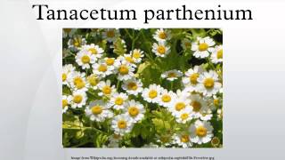 Tanacetum parthenium [upl. by Nwahsid]