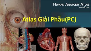 Atlas giải phẫu người free Windows  Anatomy Atlas [upl. by Hardy]