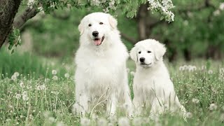 The Secret of the Maremma Sheepdog The Perfect Guardian Dog for Your Family [upl. by Gilberta]