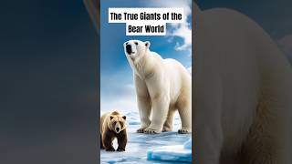 How strong is Polar Bear Compared to Other Bears animals wildlife bear shorts [upl. by Chrysa]