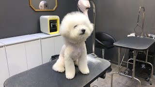 인삼이 이발 하는날  Bichon grooming [upl. by Sou]