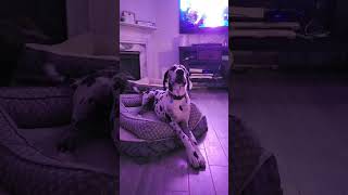 Giant Great Dane Throws Hilarious Tantrum Over Bed Situation [upl. by Benis]