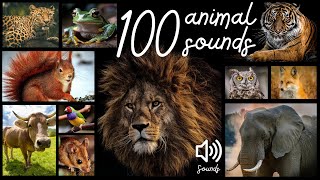 I Versi degli Animali 100 Specie Diverse  Animal Sounds 100 Different Species [upl. by Enuahs]