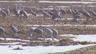 Othello plays host to thousands of bird species at the Sandhill Crane Festival  KING 5 Evening [upl. by Furmark651]