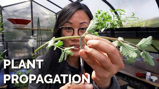 How to Propagate Plants 4 Methods to Master [upl. by Grous727]