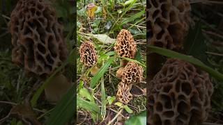 Colmenillas 2024 morelmorchelle… nature morchella fungus mushroom 2024 [upl. by Yert518]