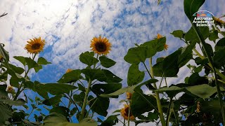 How sunflowers track the suns movements [upl. by Mccurdy]