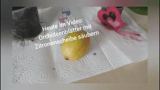 ORCHIDEEN TIPPS  RICHTIG UMTOPFEN UND PFLEGEN  DIY [upl. by Tiphane]