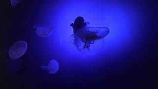 Small and Baby Jellyfish at the Texas State Aquarium in Corpus Christi Texas [upl. by Cami236]