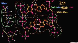 DNA’nın Moleküler Yapısı Biyoloji  Biyomoleküller [upl. by Nysilla307]