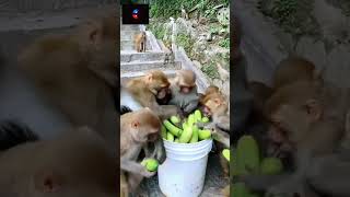 cartoonvideocartoontrendingshortsviralvideo cartoon monkey gopalbhar viralvideo [upl. by Ketchum267]