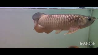 Arowana tank water change [upl. by Assiram]