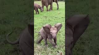 cute baby elephant reaction [upl. by Ailliw257]