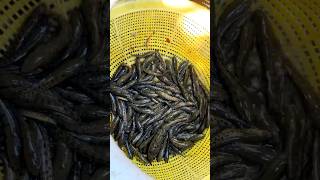 1000 Plus Rare Snakehead Fishes Caught 😊❤️🔥fish snakehead chanafish shorts fishing fishvideo [upl. by Arluene]