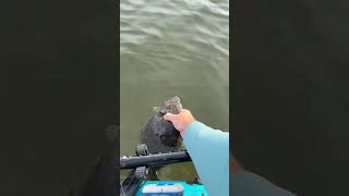 NC Flounder release👋👋fishing fish flounder saltlife kayakfishing outdoors [upl. by Bandler]