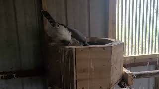 Tiercel Gos displaying [upl. by Thun]