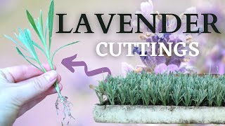 How to Propagate and Grow LAVENDER from CUTTINGS [upl. by Atileda]