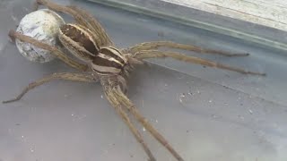 Wolf Spider With Egg Sac  Before and After Hatching [upl. by Tanney651]