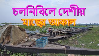 Fish appetite in Chalonbi। চলনবিলে মাছের আকাল [upl. by Thar376]