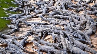 Croc Farm Ivato 10000 crocodiles ready to be turned into a kebab or handbag [upl. by Trautman]