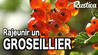 Multiplier et rajeunir un vieux groseillier [upl. by Ydieh]