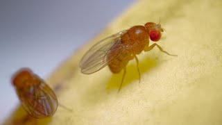 Complete Life Cycle of the Fruit Fly [upl. by Konyn204]